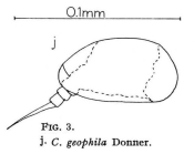 Colurella geophila