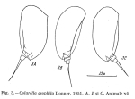 Colurella geophila