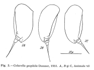 Colurella geophila