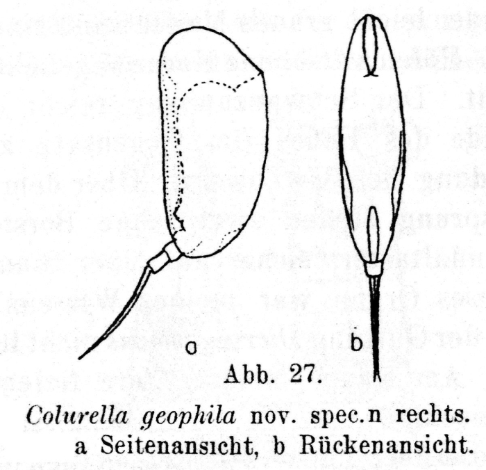 Colurella geophila - Original description image