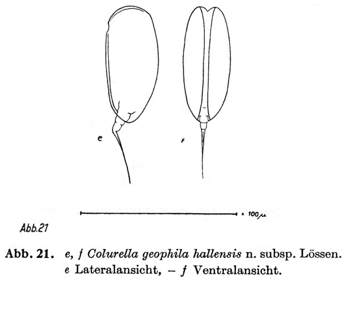 Colurella geophila f. hallensis - Original description image