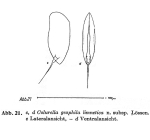 Colurella geophila f. limnetica - Original description image