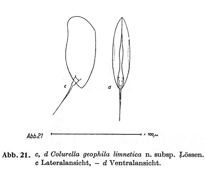 Colurella geophila f. limnetica - Original description image