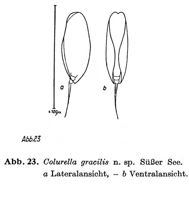 Colurella gracilis - Original description image