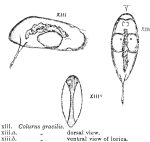 Colurella gracilis - Original description image