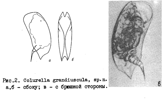 Colurella grandiuscula - Original description image