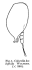 Colurella halophila