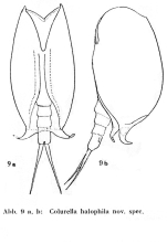 Colurella halophila - Original description image