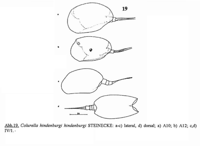 Colurella hindenburgi Colurella hindenburgi