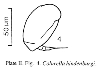 Colurella hindenburgi