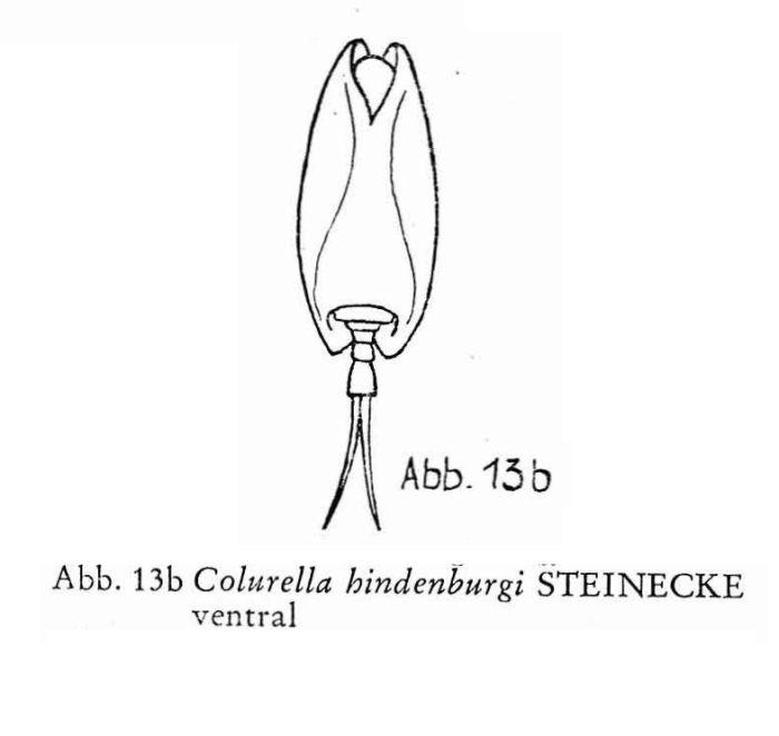Colurella hindenburgi