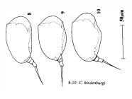 Colurella hindenburgi