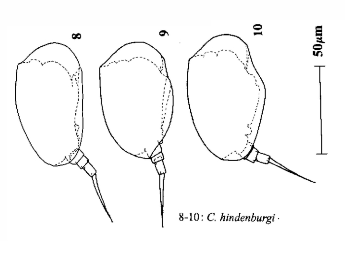 Colurella hindenburgi