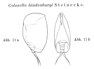 Colurella hindenburgi