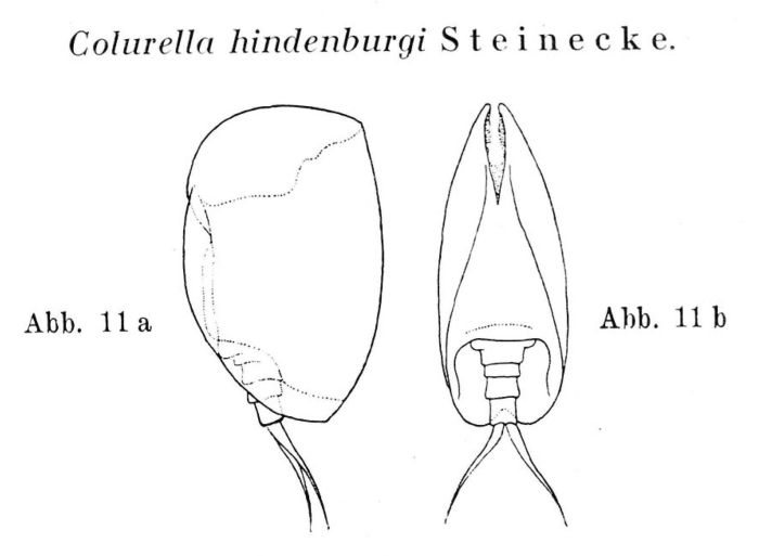 Colurella hindenburgi