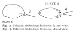 Colurella hindenburgi