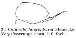 Colurella hindenburgi
