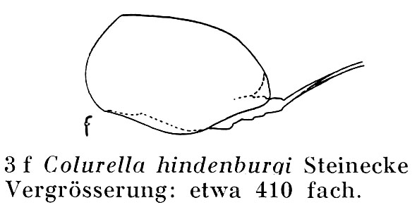Colurella hindenburgi