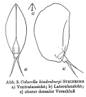 Colurella hindenburgi