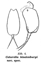 Colurella hindenburgi - Original description image