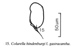 Colurella hindenburgi f. gastracantha
