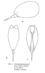 Colurella hindenburgi f. gastracantha