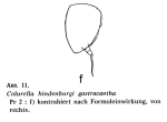 Colurella hindenburgi f. gastracantha