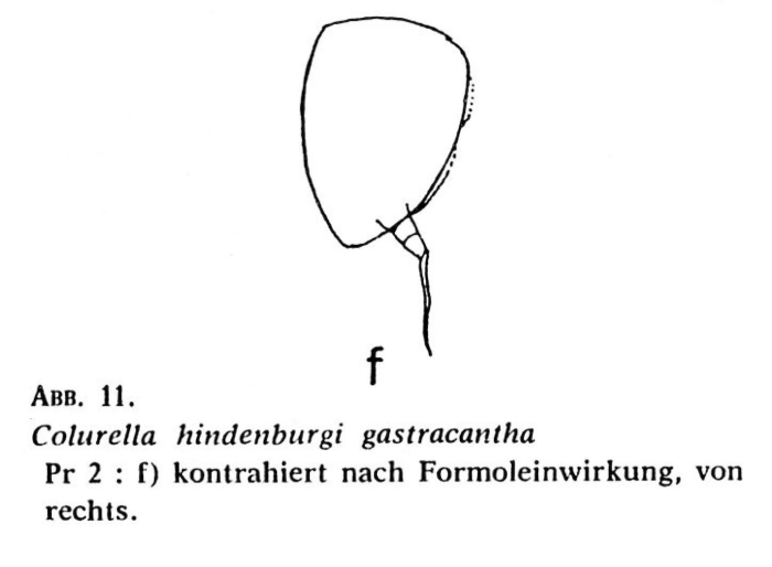 Colurella hindenburgi f. gastracantha