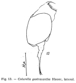 Colurella hindenburgi f. gastracantha