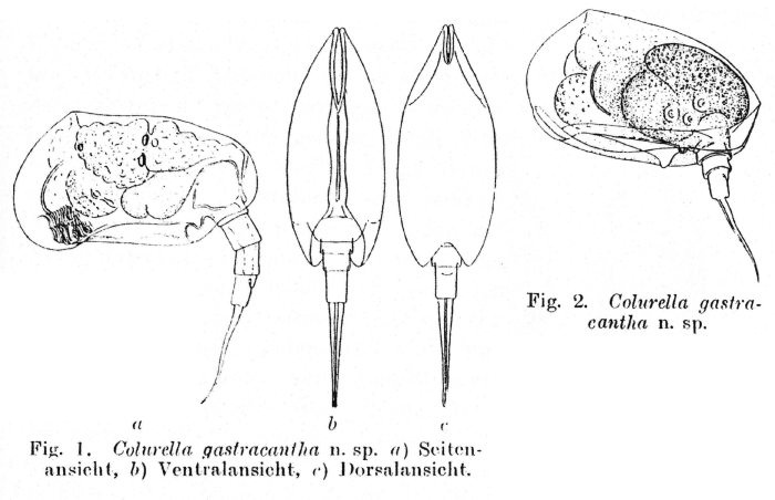 Colurella hindenburgi f. gastracantha - Original description image