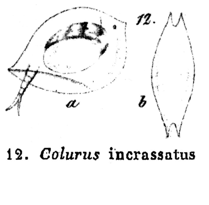 Colurella incrassata - Original description image