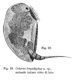 Colurella longidigita - Original description image
