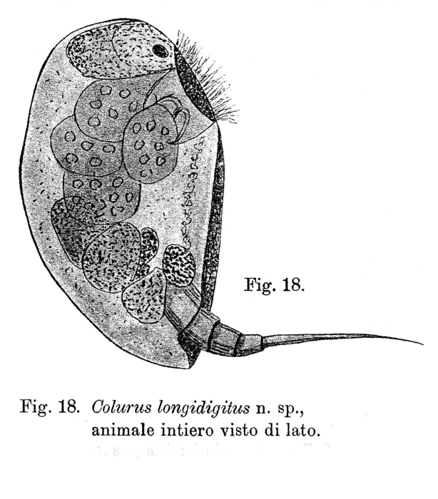 Colurella longidigita - Original description image