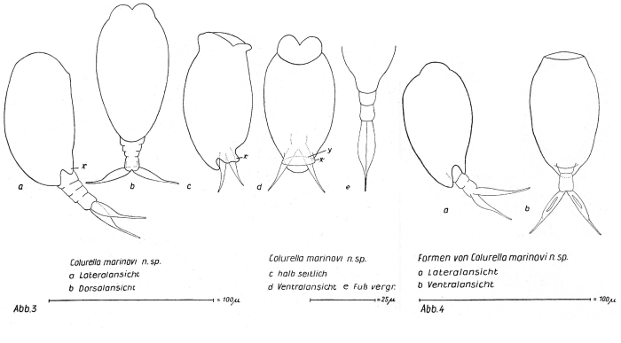 Colurella marinovi - Original description image