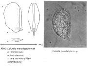 Colurella monodactylos - Original description image