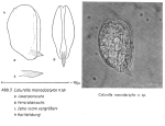 Colurella monodactylos