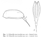 Colurella mucronulata - Original description image