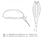 Colurella mucronulata
