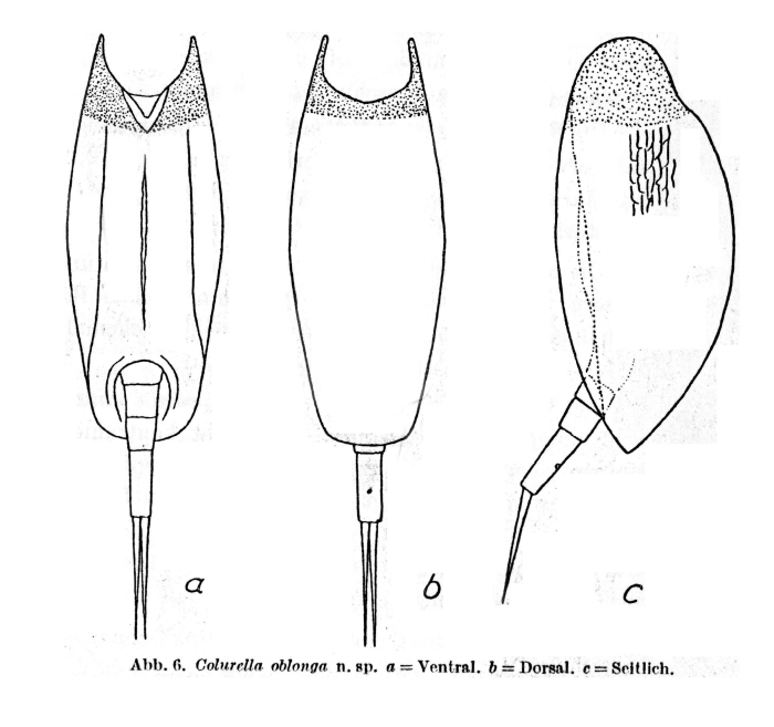 Colurella oblonga - Original description image