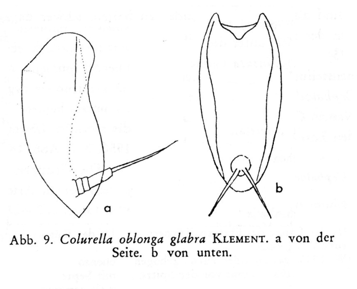 Colurella oblonga var. glabra