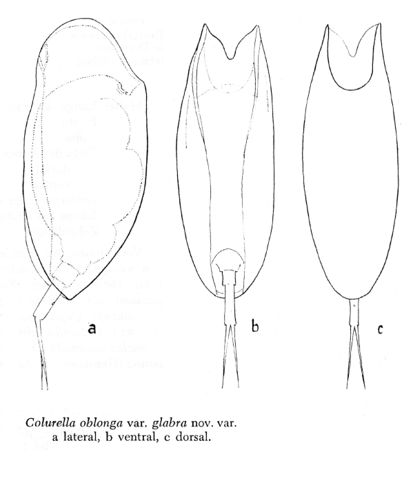 Colurella oblonga var. glabra - Original description image