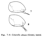 Colurella obtusa