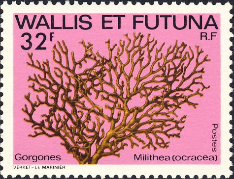 Melithaea ochracea Melithaea ochracea