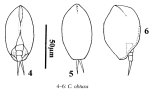 Colurella obtusa