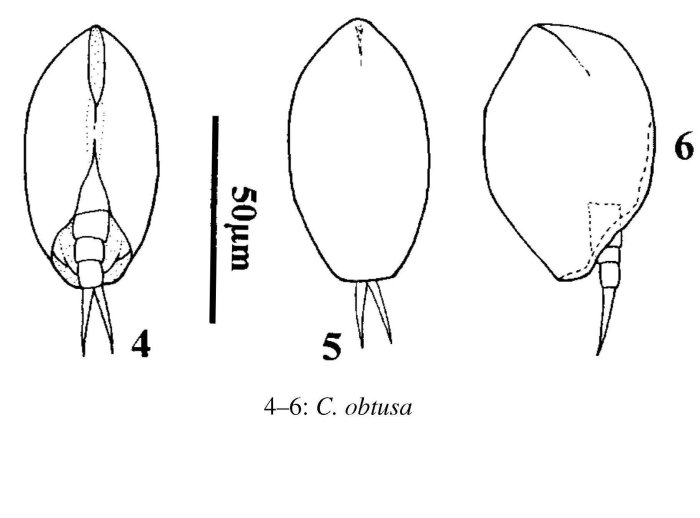 Colurella obtusa Colurella obtusa