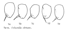 Colurella obtusa