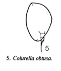 Colurella obtusa