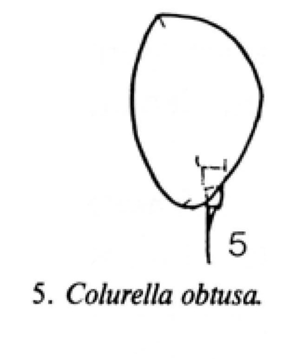 Colurella obtusa