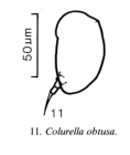 Colurella obtusa