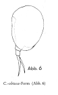 Colurella obtusa